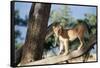 Kenya, Maasai Mara, Young Male Lion on Tree-Kent Foster-Framed Stretched Canvas