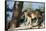 Kenya, Maasai Mara, Young Male Lion on Tree-Kent Foster-Framed Stretched Canvas