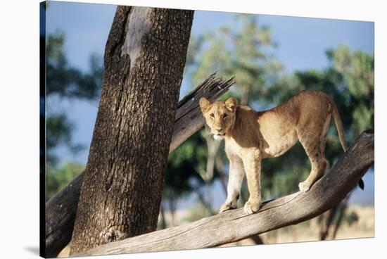 Kenya, Maasai Mara, Young Male Lion on Tree-Kent Foster-Stretched Canvas