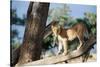 Kenya, Maasai Mara, Young Male Lion on Tree-Kent Foster-Stretched Canvas