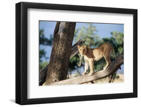 Kenya, Maasai Mara, Young Male Lion on Tree-Kent Foster-Framed Photographic Print