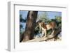 Kenya, Maasai Mara, Young Male Lion on Tree-Kent Foster-Framed Photographic Print