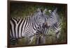 Kenya, Maasai Mara, Zebras Putting Their Heads Together-Hollice Looney-Framed Photographic Print