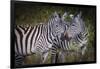 Kenya, Maasai Mara, Zebras Putting Their Heads Together-Hollice Looney-Framed Photographic Print