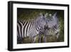 Kenya, Maasai Mara, Zebras Putting Their Heads Together-Hollice Looney-Framed Photographic Print