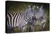 Kenya, Maasai Mara, Zebras Putting Their Heads Together-Hollice Looney-Stretched Canvas