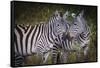 Kenya, Maasai Mara, Zebras Putting Their Heads Together-Hollice Looney-Framed Stretched Canvas