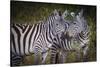 Kenya, Maasai Mara, Zebras Putting Their Heads Together-Hollice Looney-Stretched Canvas