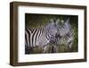 Kenya, Maasai Mara, Zebras Putting Their Heads Together-Hollice Looney-Framed Photographic Print