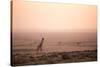 Kenya, Mara North Conservancy. a Young Giraffe with Never Ending Plains of Maasai Mara Behind-Niels Van Gijn-Stretched Canvas