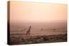 Kenya, Mara North Conservancy. a Young Giraffe with Never Ending Plains of Maasai Mara Behind-Niels Van Gijn-Stretched Canvas