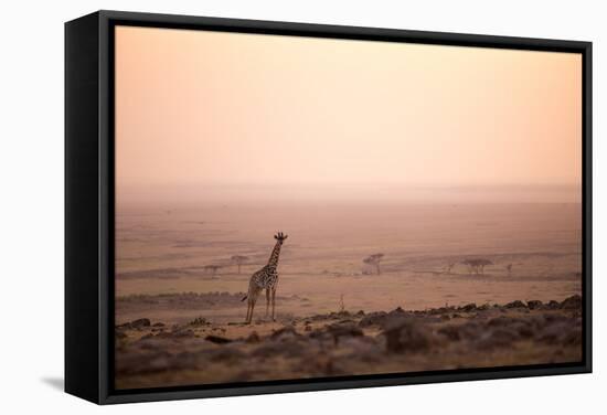 Kenya, Mara North Conservancy. a Young Giraffe with Never Ending Plains of Maasai Mara Behind-Niels Van Gijn-Framed Stretched Canvas