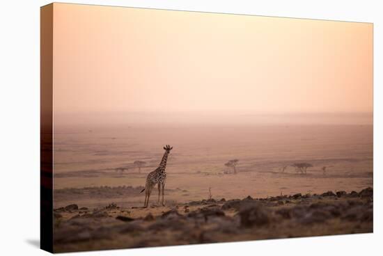 Kenya, Mara North Conservancy. a Young Giraffe with Never Ending Plains of Maasai Mara Behind-Niels Van Gijn-Stretched Canvas