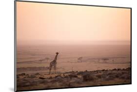 Kenya, Mara North Conservancy. a Young Giraffe with Never Ending Plains of Maasai Mara Behind-Niels Van Gijn-Mounted Photographic Print