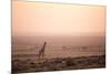 Kenya, Mara North Conservancy. a Young Giraffe with Never Ending Plains of Maasai Mara Behind-Niels Van Gijn-Mounted Photographic Print