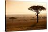 Kenya, Mara North Conservancy. Mara North Landscape at Dawn.-Niels Van Gijn-Stretched Canvas