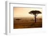 Kenya, Mara North Conservancy. Mara North Landscape at Dawn.-Niels Van Gijn-Framed Photographic Print