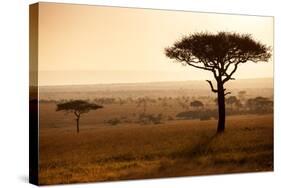 Kenya, Mara North Conservancy. Mara North Landscape at Dawn.-Niels Van Gijn-Stretched Canvas