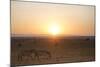 Kenya, Mara North Conservancy. Plains Game Graze in Morning Light, Mara North Conservancy-Niels Van Gijn-Mounted Photographic Print