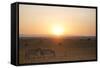 Kenya, Mara North Conservancy. Plains Game Graze in Morning Light, Mara North Conservancy-Niels Van Gijn-Framed Stretched Canvas