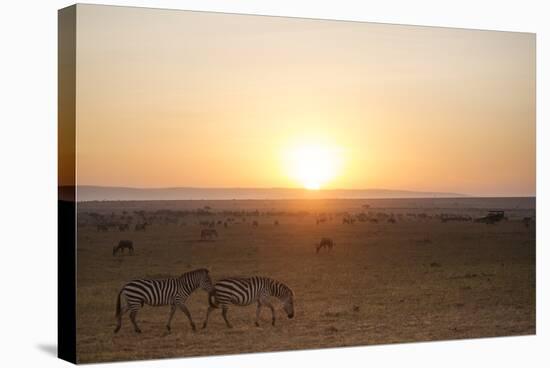 Kenya, Mara North Conservancy. Plains Game Graze in Morning Light, Mara North Conservancy-Niels Van Gijn-Stretched Canvas