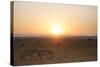 Kenya, Mara North Conservancy. Plains Game Graze in Morning Light, Mara North Conservancy-Niels Van Gijn-Stretched Canvas