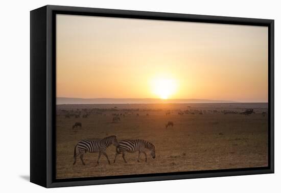 Kenya, Mara North Conservancy. Plains Game Graze in Morning Light, Mara North Conservancy-Niels Van Gijn-Framed Stretched Canvas