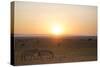 Kenya, Mara North Conservancy. Plains Game Graze in Morning Light, Mara North Conservancy-Niels Van Gijn-Stretched Canvas