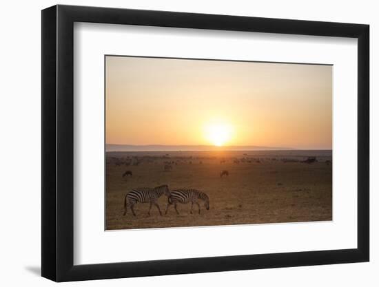 Kenya, Mara North Conservancy. Plains Game Graze in Morning Light, Mara North Conservancy-Niels Van Gijn-Framed Photographic Print