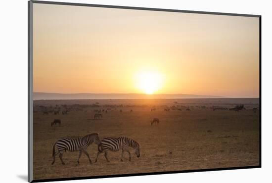 Kenya, Mara North Conservancy. Plains Game Graze in Morning Light, Mara North Conservancy-Niels Van Gijn-Mounted Photographic Print