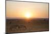 Kenya, Mara North Conservancy. Plains Game Graze in Morning Light, Mara North Conservancy-Niels Van Gijn-Mounted Photographic Print