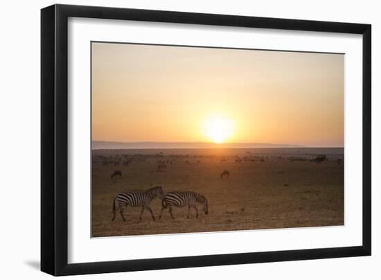 Kenya, Mara North Conservancy. Plains Game Graze in Morning Light, Mara North Conservancy-Niels Van Gijn-Framed Photographic Print