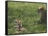 Kenya, Masai Mara; a Cheetah Cub Remains Watchful Even When Lying in the Shade-John Warburton-lee-Framed Stretched Canvas