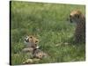 Kenya, Masai Mara; a Cheetah Cub Remains Watchful Even When Lying in the Shade-John Warburton-lee-Stretched Canvas