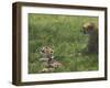 Kenya, Masai Mara; a Cheetah Cub Remains Watchful Even When Lying in the Shade-John Warburton-lee-Framed Photographic Print