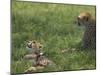 Kenya, Masai Mara; a Cheetah Cub Remains Watchful Even When Lying in the Shade-John Warburton-lee-Mounted Photographic Print