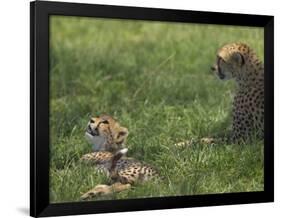 Kenya, Masai Mara; a Cheetah Cub Remains Watchful Even When Lying in the Shade-John Warburton-lee-Framed Photographic Print