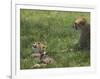 Kenya, Masai Mara; a Cheetah Cub Remains Watchful Even When Lying in the Shade-John Warburton-lee-Framed Photographic Print