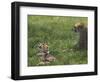 Kenya, Masai Mara; a Cheetah Cub Remains Watchful Even When Lying in the Shade-John Warburton-lee-Framed Photographic Print