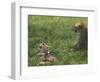 Kenya, Masai Mara; a Cheetah Cub Remains Watchful Even When Lying in the Shade-John Warburton-lee-Framed Photographic Print