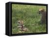 Kenya, Masai Mara; a Cheetah Cub Remains Watchful Even When Lying in the Shade-John Warburton-lee-Framed Stretched Canvas