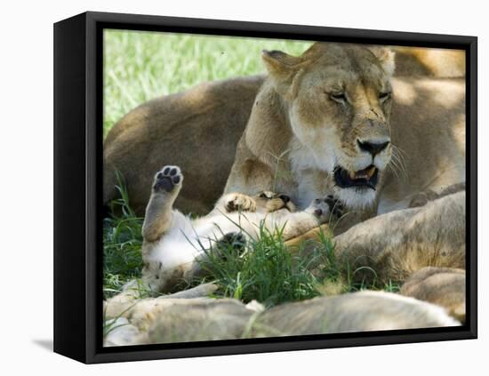 Kenya, Masai Mara; a Lion Cub Paws its Mother's Face in the Shade of a Tree at Midday-John Warburton-lee-Framed Stretched Canvas