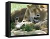 Kenya, Masai Mara; a Lion Cub Paws its Mother's Face in the Shade of a Tree at Midday-John Warburton-lee-Framed Stretched Canvas