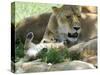 Kenya, Masai Mara; a Lion Cub Paws its Mother's Face in the Shade of a Tree at Midday-John Warburton-lee-Stretched Canvas