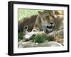 Kenya, Masai Mara; a Lion Cub Paws its Mother's Face in the Shade of a Tree at Midday-John Warburton-lee-Framed Photographic Print