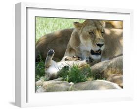 Kenya, Masai Mara; a Lion Cub Paws its Mother's Face in the Shade of a Tree at Midday-John Warburton-lee-Framed Photographic Print