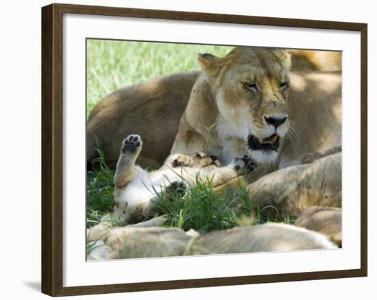 Kenya, Masai Mara; a Lion Cub Paws its Mother's Face in the Shade of a Tree at Midday-John Warburton-lee-Framed Photographic Print