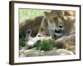 Kenya, Masai Mara; a Lion Cub Paws its Mother's Face in the Shade of a Tree at Midday-John Warburton-lee-Framed Photographic Print