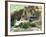 Kenya, Masai Mara; a Lion Cub Paws its Mother's Face in the Shade of a Tree at Midday-John Warburton-lee-Framed Photographic Print