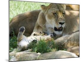 Kenya, Masai Mara; a Lion Cub Paws its Mother's Face in the Shade of a Tree at Midday-John Warburton-lee-Mounted Photographic Print